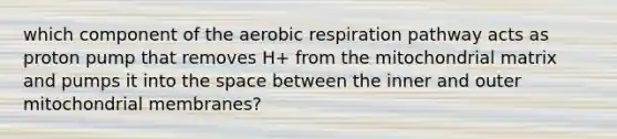 which component of the aerobic respiration pathway acts as proton pump that removes H+ from the mitochondrial matrix and pumps it into the space between the inner and outer mitochondrial membranes?