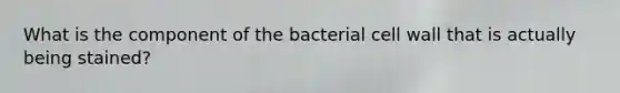 What is the component of the bacterial cell wall that is actually being stained?