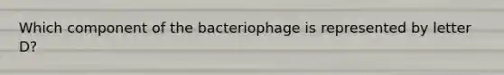 Which component of the bacteriophage is represented by letter D?