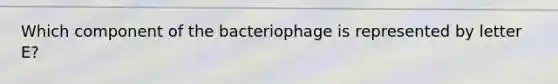 Which component of the bacteriophage is represented by letter E?