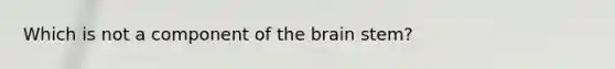 Which is not a component of the brain stem?