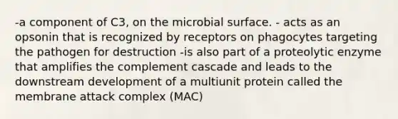 -a component of C3, on the microbial surface. - acts as an opsonin that is recognized by receptors on phagocytes targeting the pathogen for destruction -is also part of a proteolytic enzyme that amplifies the complement cascade and leads to the downstream development of a multiunit protein called the membrane attack complex (MAC)