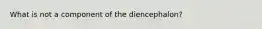 What is not a component of the diencephalon?