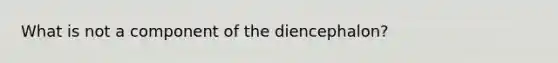 What is not a component of the diencephalon?