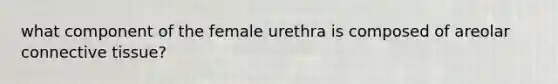 what component of the female urethra is composed of areolar connective tissue?