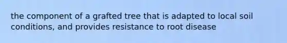 the component of a grafted tree that is adapted to local soil conditions, and provides resistance to root disease