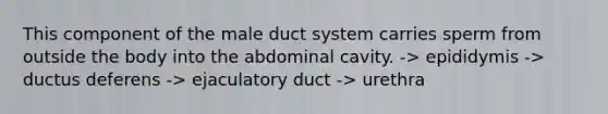 This component of the male duct system carries sperm from outside the body into the abdominal cavity. -> epididymis -> ductus deferens -> ejaculatory duct -> urethra