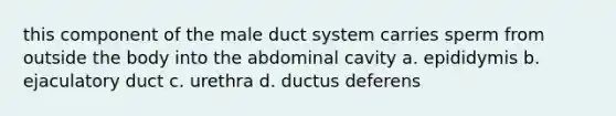 this component of the male duct system carries sperm from outside the body into the abdominal cavity a. epididymis b. ejaculatory duct c. urethra d. ductus deferens