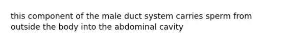 this component of the male duct system carries sperm from outside the body into the abdominal cavity