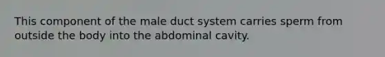 This component of the male duct system carries sperm from outside the body into the abdominal cavity.