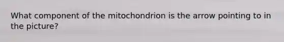 What component of the mitochondrion is the arrow pointing to in the picture?