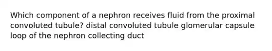 Which component of a nephron receives fluid from the proximal convoluted tubule? distal convoluted tubule glomerular capsule loop of the nephron collecting duct