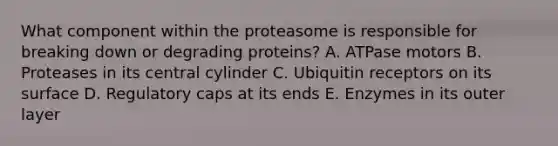 What component within the proteasome is responsible for breaking down or degrading proteins? A. ATPase motors B. Proteases in its central cylinder C. Ubiquitin receptors on its surface D. Regulatory caps at its ends E. Enzymes in its outer layer