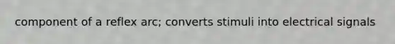 component of a reflex arc; converts stimuli into electrical signals