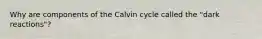 Why are components of the Calvin cycle called the "dark reactions"?