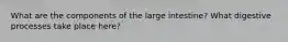 What are the components of the large intestine? What digestive processes take place here?