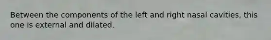 Between the components of the left and right nasal cavities, this one is external and dilated.