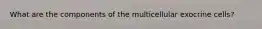 What are the components of the multicellular exocrine cells?