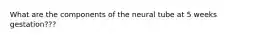 What are the components of the neural tube at 5 weeks gestation???