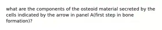 what are the components of the osteoid material secreted by the cells indicated by the arrow in panel A(first step in bone formation)?