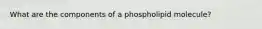 What are the components of a phospholipid molecule?