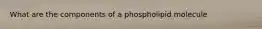 What are the components of a phospholipid molecule