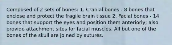 Composed of 2 sets of bones: 1. Cranial bones - 8 bones that enclose and protect the fragile brain tissue 2. Facial bones - 14 bones that support the eyes and position them anteriorly; also provide attachment sites for facial muscles. All but one of the bones of the skull are joined by sutures.