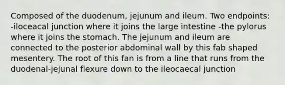 Composed of the duodenum, jejunum and ileum. Two endpoints: -iloceacal junction where it joins the large intestine -the pylorus where it joins the stomach. The jejunum and ileum are connected to the posterior abdominal wall by this fab shaped mesentery. The root of this fan is from a line that runs from the duodenal-jejunal flexure down to the ileocaecal junction