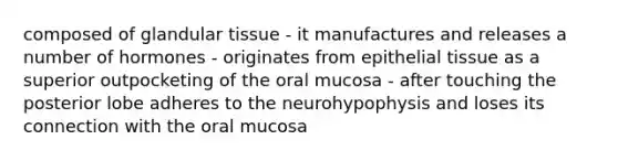 composed of glandular tissue - it manufactures and releases a number of hormones - originates from <a href='https://www.questionai.com/knowledge/k7dms5lrVY-epithelial-tissue' class='anchor-knowledge'>epithelial tissue</a> as a superior outpocketing of the oral mucosa - after touching the posterior lobe adheres to the neurohypophysis and loses its connection with the oral mucosa