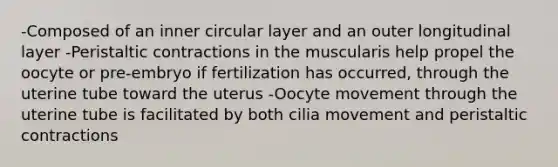 -Composed of an inner circular layer and an outer longitudinal layer -Peristaltic contractions in the muscularis help propel the oocyte or pre-embryo if fertilization has occurred, through the uterine tube toward the uterus -Oocyte movement through the uterine tube is facilitated by both cilia movement and peristaltic contractions