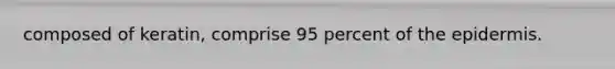 composed of keratin, comprise 95 percent of the epidermis.
