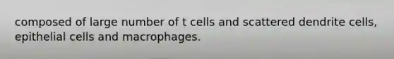 composed of large number of t cells and scattered dendrite cells, epithelial cells and macrophages.