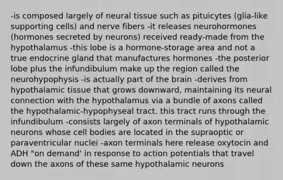 -is composed largely of neural tissue such as pituicytes (glia-like supporting cells) and nerve fibers -it releases neurohormones (hormones secreted by neurons) received ready-made from the hypothalamus -this lobe is a hormone-storage area and not a true endocrine gland that manufactures hormones -the posterior lobe plus the infundibulum make up the region called the neurohypophysis -is actually part of the brain -derives from hypothalamic tissue that grows downward, maintaining its neural connection with the hypothalamus via a bundle of axons called the hypothalamic-hypophyseal tract. this tract runs through the infundibulum -consists largely of axon terminals of hypothalamic neurons whose cell bodies are located in the supraoptic or paraventricular nuclei -axon terminals here release oxytocin and ADH "on demand' in response to action potentials that travel down the axons of these same hypothalamic neurons