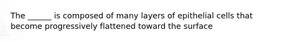 The ______ is composed of many layers of epithelial cells that become progressively flattened toward the surface