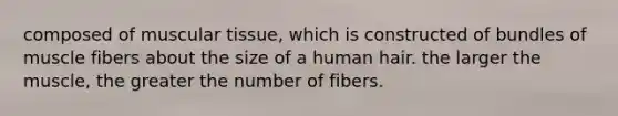 composed of muscular tissue, which is constructed of bundles of muscle fibers about the size of a human hair. the larger the muscle, the greater the number of fibers.