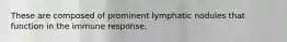 These are composed of prominent lymphatic nodules that function in the immune response.