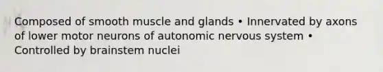 Composed of smooth muscle and glands • Innervated by axons of lower motor neurons of autonomic nervous system • Controlled by brainstem nuclei