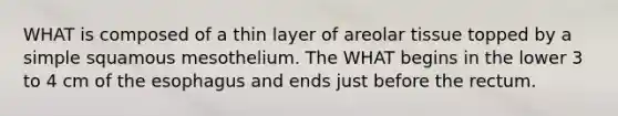 WHAT is composed of a thin layer of areolar tissue topped by a simple squamous mesothelium. The WHAT begins in the lower 3 to 4 cm of the esophagus and ends just before the rectum.