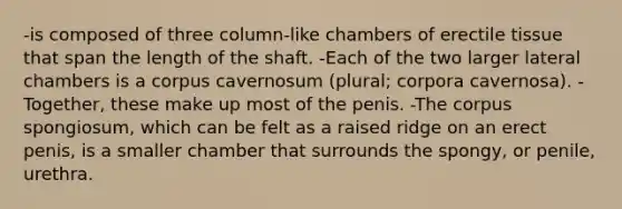 -is composed of three column-like chambers of erectile tissue that span the length of the shaft. -Each of the two larger lateral chambers is a corpus cavernosum (plural; corpora cavernosa). -Together, these make up most of the penis. -The corpus spongiosum, which can be felt as a raised ridge on an erect penis, is a smaller chamber that surrounds the spongy, or penile, urethra.