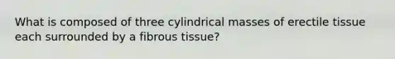 What is composed of three cylindrical masses of erectile tissue each surrounded by a fibrous tissue?