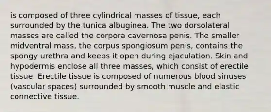 is composed of three cylindrical masses of tissue, each surrounded by the tunica albuginea. The two dorsolateral masses are called the corpora cavernosa penis. The smaller midventral mass, the corpus spongiosum penis, contains the spongy urethra and keeps it open during ejaculation. Skin and hypodermis enclose all three masses, which consist of erectile tissue. Erectile tissue is composed of numerous blood sinuses (vascular spaces) surrounded by smooth muscle and elastic connective tissue.