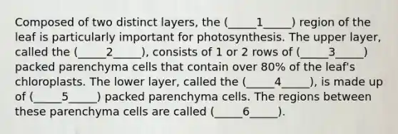 Composed of two distinct layers, the (_____1_____) region of the leaf is particularly important for photosynthesis. The upper layer, called the (_____2_____), consists of 1 or 2 rows of (_____3_____) packed parenchyma cells that contain over 80% of the leaf's chloroplasts. The lower layer, called the (_____4_____), is made up of (_____5_____) packed parenchyma cells. The regions between these parenchyma cells are called (_____6_____).