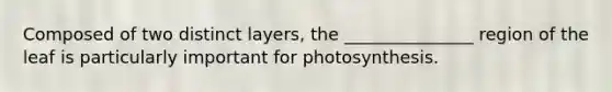 Composed of two distinct layers, the _______________ region of the leaf is particularly important for photosynthesis.