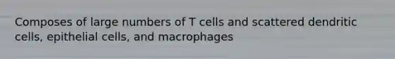 Composes of large numbers of T cells and scattered dendritic cells, epithelial cells, and macrophages