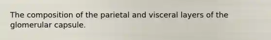 The composition of the parietal and visceral layers of the glomerular capsule.