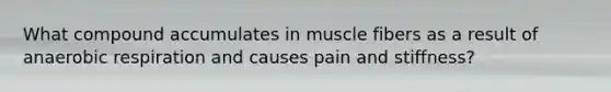 What compound accumulates in muscle fibers as a result of anaerobic respiration and causes pain and stiffness?