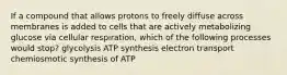 If a compound that allows protons to freely diffuse across membranes is added to cells that are actively metabolizing glucose via cellular respiration, which of the following processes would stop? glycolysis ATP synthesis electron transport chemiosmotic synthesis of ATP