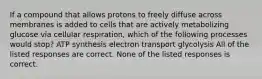 If a compound that allows protons to freely diffuse across membranes is added to cells that are actively metabolizing glucose via cellular respiration, which of the following processes would stop? ATP synthesis electron transport glycolysis All of the listed responses are correct. None of the listed responses is correct.