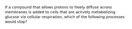 If a compound that allows protons to freely diffuse across membranes is added to cells that are actively metabolizing glucose via cellular respiration, which of the following processes would stop?