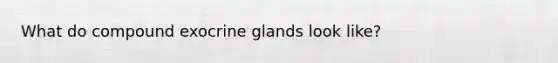 What do compound exocrine glands look like?